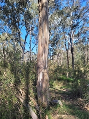 Eucalyptus tereticornis