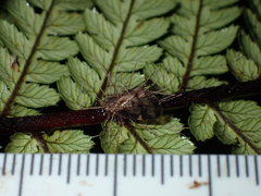 Akanthomyces