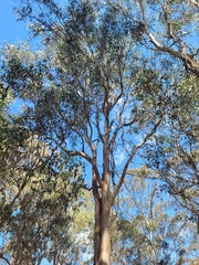 Eucalyptus tereticornis