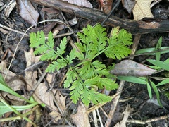 Botrypus virginianus