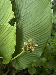 Calathea