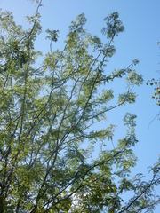 Gleditsia triacanthos inermis