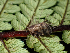 Akanthomyces
