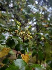 Nothofagus truncata