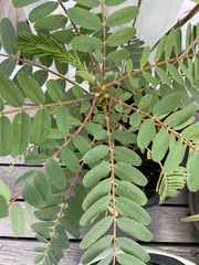 Senna siamea