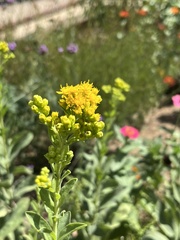 Solidago rigida