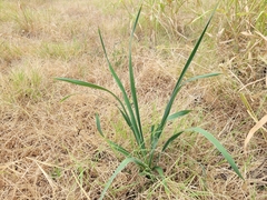 Yucca arkansana
