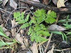 Botrypus virginianus