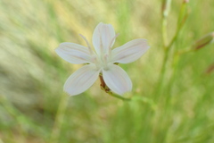 Lygodesmia juncea