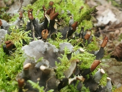 Peltigera polydactylon