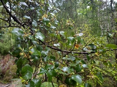 Nothofagus truncata