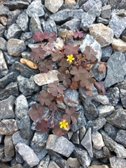 Oxalis corniculata