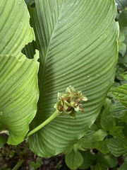 Calathea