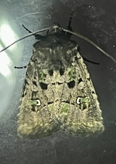 Lacinipolia renigera