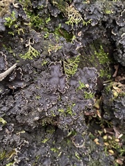 Peltigera