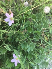 Geranium antrorsum
