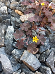 Oxalis corniculata
