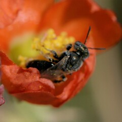 Macroteropsis