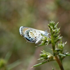 Brephidium exilis exilis