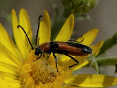 Crossidius discoideus