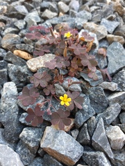Oxalis corniculata