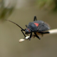 Prepops rubroscutellatus