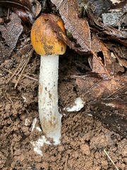 Amanita flavoconia