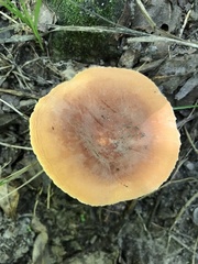 Lactifluus hygrophoroides
