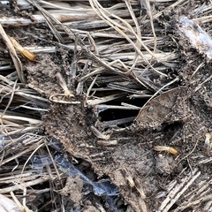 Reticulitermes hesperus