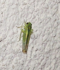 Cicadella viridis
