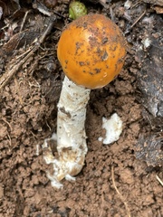 Amanita flavoconia