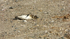 Spheniscus magellanicus