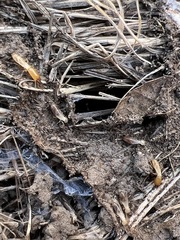 Reticulitermes hesperus