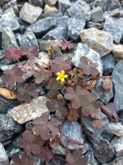 Oxalis corniculata