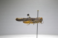 Lactista gibbosus