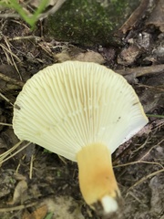 Lactifluus hygrophoroides