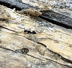 Camponotus