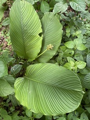 Calathea