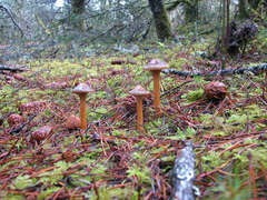 Chroogomphus vinicolor