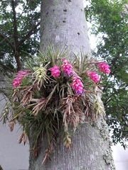 Tillandsia stricta