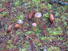 Chroogomphus vinicolor