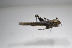 Lactista gibbosus