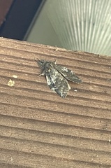 Lymantriinae