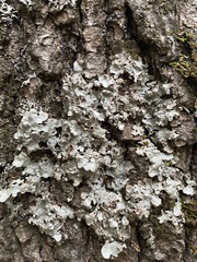 Ricasolia quercizans