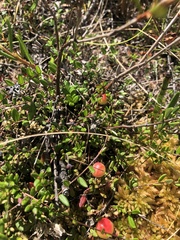 Vaccinium oxycoccos