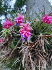 Tillandsia stricta