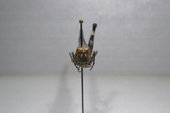 Lactista gibbosus