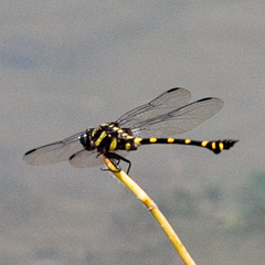 Ictinogomphus decoratus