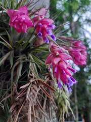 Tillandsia stricta