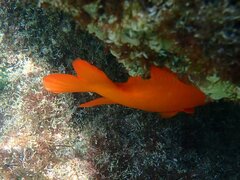 Hypsypops rubicundus